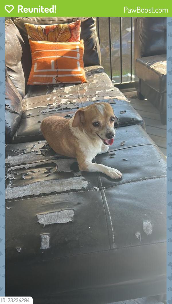 Reunited Male Dog last seen Near Broadmoor Way, Clayton, NC 27520, USA, Clayton, NC 27520