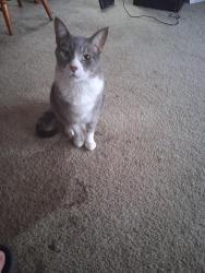 Lost Male Cat last seen Landmark/ chelton, Colorado Springs, CO 80910