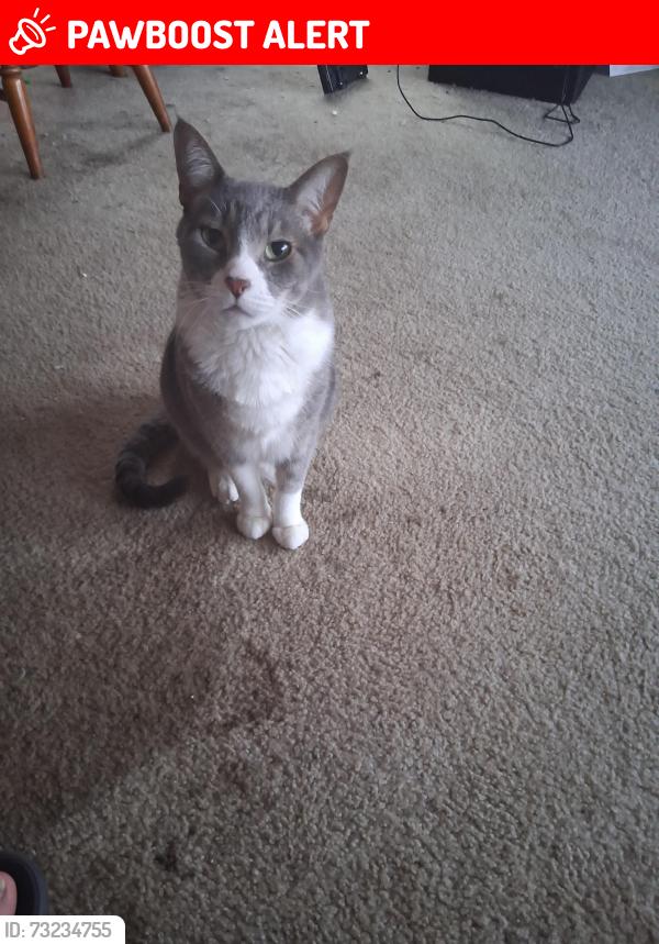 Lost Male Cat last seen Landmark/ chelton, Colorado Springs, CO 80910