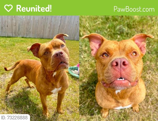 Reunited Male Dog last seen Bollinger neighborhood in Maxwell, Texas, Caldwell County, TX 78656