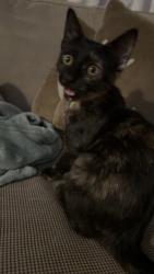 Lost Female Cat last seen 15th and south post, Midwest City, OK 73130