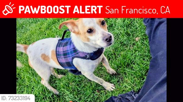Lost Male Dog last seen Downtown, San Francisco, CA 94117