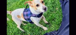 Lost Male Dog last seen Downtown, San Francisco, CA 94117