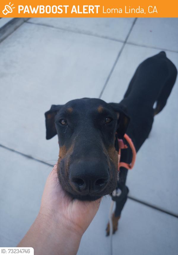 Found/Stray Female Dog last seen Bryn Mawr Park, Loma Linda, CA 92354