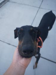 Found/Stray Female Dog last seen Bryn Mawr Park, Loma Linda, CA 92354
