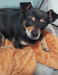 Found/Stray Female Dog last seen YMCA east valley, San Jose, CA 95148