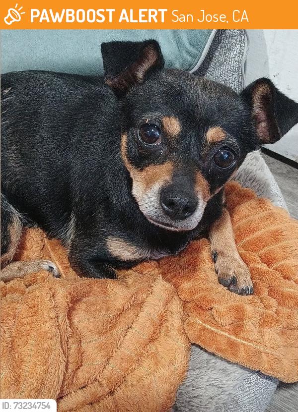 Found/Stray Female Dog last seen YMCA east valley, San Jose, CA 95148