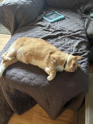 Lost Male Cat last seen West Bath town hall area, Bath, ME 04530