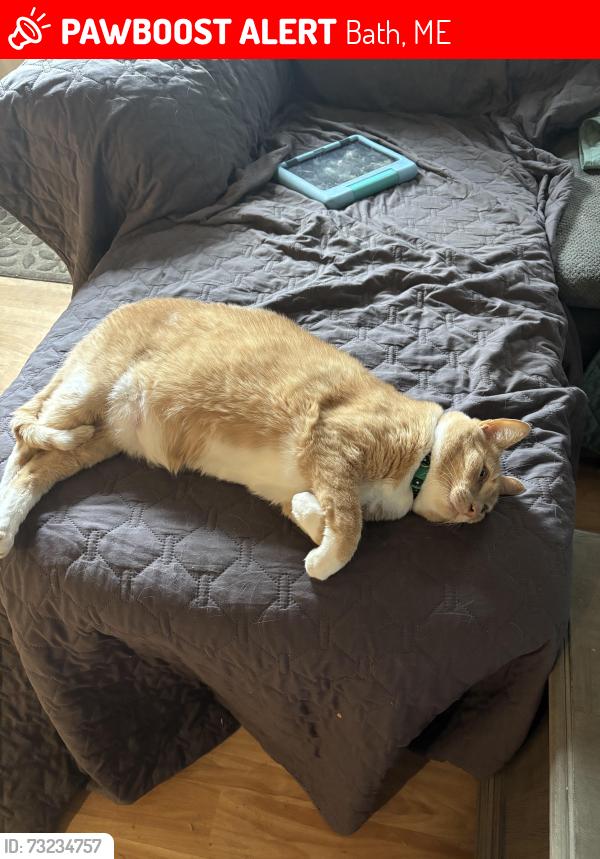 Lost Male Cat last seen West Bath town hall area, Bath, ME 04530