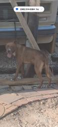 Found/Stray Male Dog last seen 43rd n 4th ave nw, Rio Rancho, NM 87124