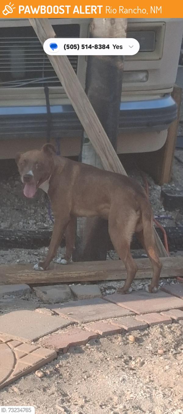 Found/Stray Male Dog last seen 43rd n 4th ave nw, Rio Rancho, NM 87124