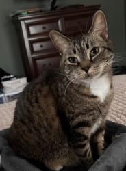 Lost Female Cat last seen Peace Haven and Lewisville/Clemmons, Clemmons, NC 27012