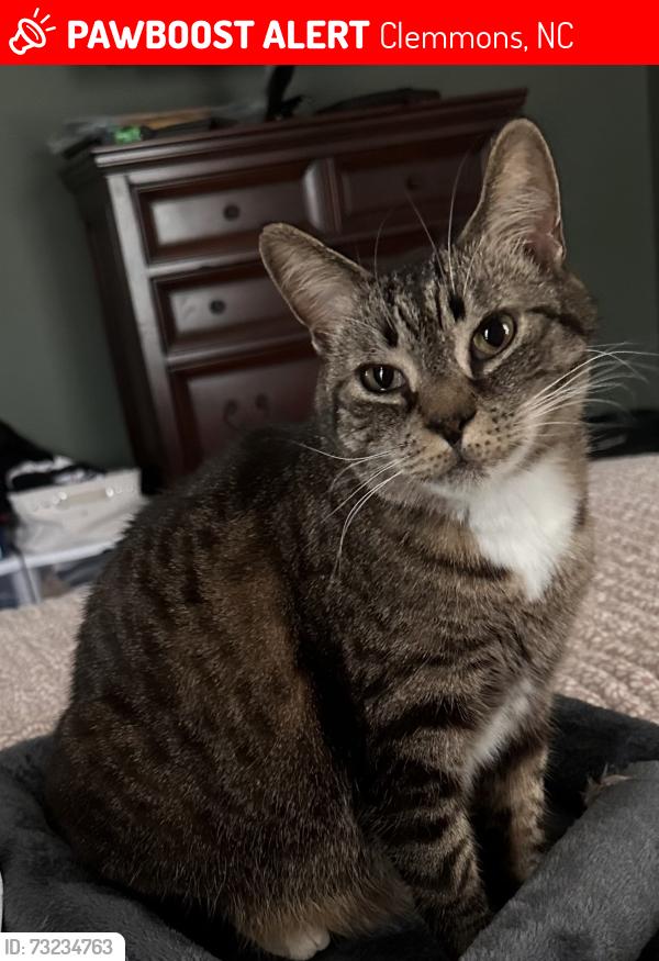 Lost Female Cat last seen Peace Haven and Lewisville/Clemmons, Clemmons, NC 27012