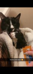 Reunited Female Cat last seen Altamont Oaks, Altamont, NY 12009