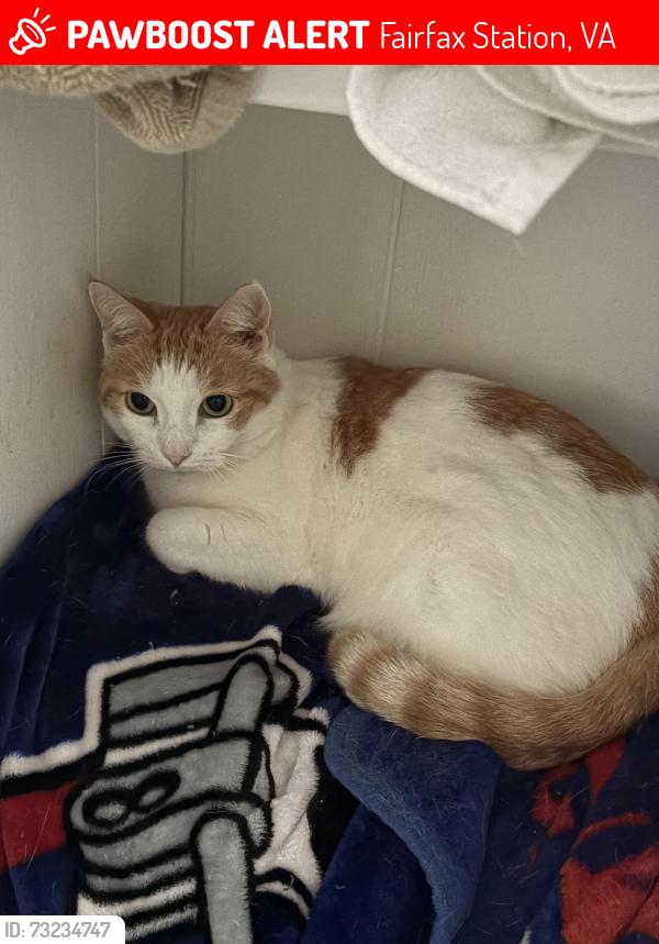 Lost Female Cat last seen Fairfax FireStation, Fairfax Station, VA 22039
