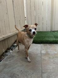 Reunited Male Dog last seen Near Way of The Lord Church. Cross Streets Fair Oaks Blvd & Grant Ave, Carmichael, CA 95608