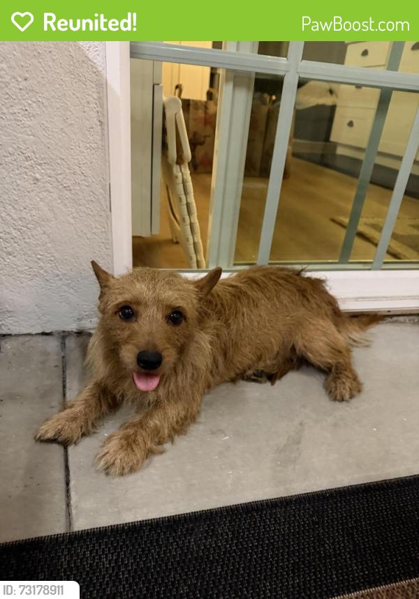 Reunited Female Dog last seen Doty and Rosecrans, Hawthorne, CA 90250