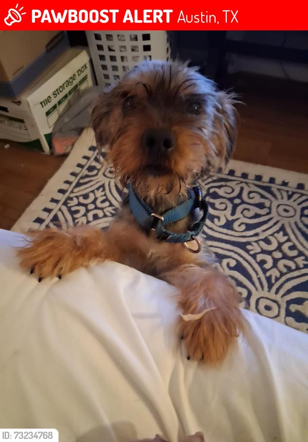 Lost Male Dog last seen Near wast loop, Austin, TX 78758