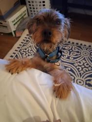 Lost Male Dog last seen Near wast loop, Austin, TX 78758