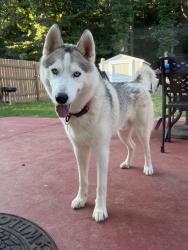 Reunited Male Dog last seen Amberleigh Trace & Overlook Ridge Ln, Gainesville, GA 30507
