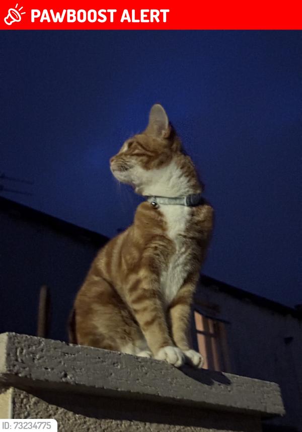 Lost Male Cat last seen Rosehill, Healy Wood, Lancashire, England BB11 2RA