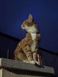 Lost Male Cat last seen Rosehill, Healy Wood, Lancashire, England BB11 2RA