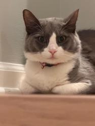 Lost Male Cat last seen Johnson Ferry Rd, Powers Rd, Cobb County, GA 30067