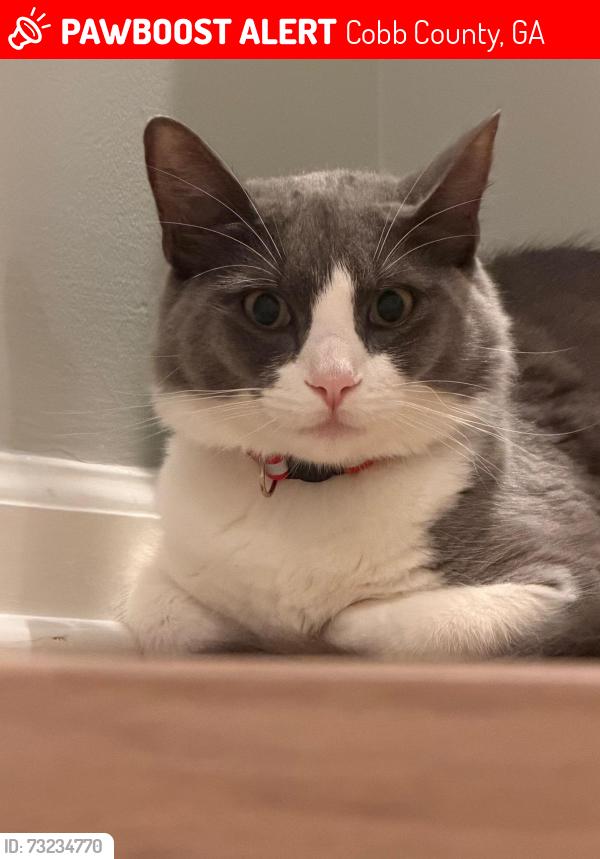 Lost Male Cat last seen Johnson Ferry Rd, Powers Rd, Cobb County, GA 30067