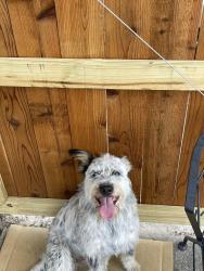 Found/Stray Unknown Dog last seen Mills / Jones Road, Houston, TX 77065