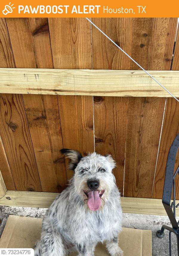 Found/Stray Unknown Dog last seen Mills / Jones Road, Houston, TX 77065