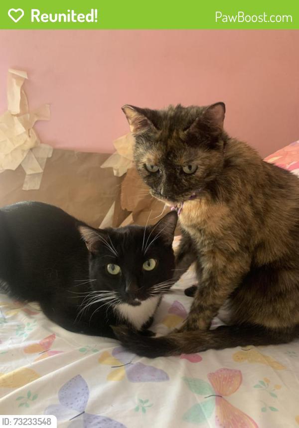 Reunited Male Cat last seen Valinda and E. Barbara Ave., West Covina, CA 91790