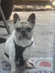 Reunited Male Dog last seen Concord drive, Oxnard, CA 93033