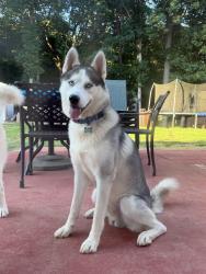 Reunited Male Dog last seen Amberleigh Trace & Overlook Ridge Ln, Gainesville, GA 30507