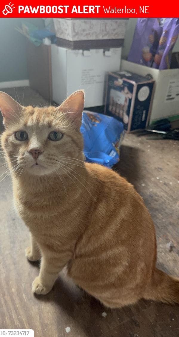 Lost Male Cat last seen Pacific & South 240th Street Waterloo Ne, Waterloo, NE 68069