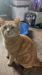 Lost Male Cat last seen Pacific & South 240th Street Waterloo Ne, Waterloo, NE 68069