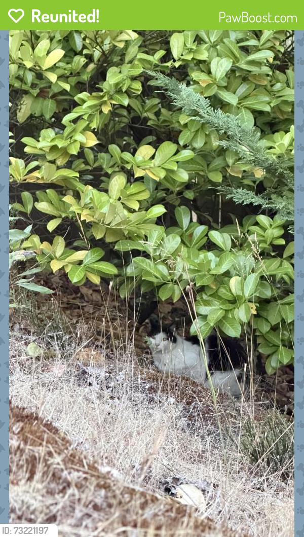 Reunited Unknown Cat last seen Fred meyer on bridgeport, University Place, WA 98466