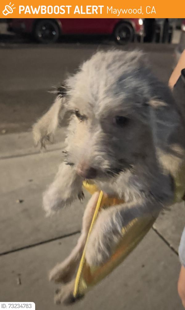 Found/Stray Unknown Dog last seen Carmelita Ave & E 58th St Maywood, CA, Maywood, CA 90270