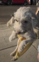 Found/Stray Unknown Dog last seen Carmelita Ave & E 58th St Maywood, CA, Maywood, CA 90270