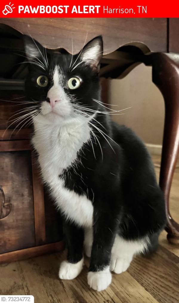 Lost Male Cat last seen Congress Lane, Harrison, TN 37341