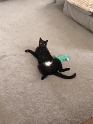 Reunited Male Cat last seen Hwy 35, Neptune City, NJ 07753