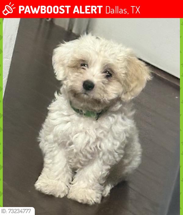 Lost Female Dog last seen Pluto St, Tram Dr, Dallas, TX 75212