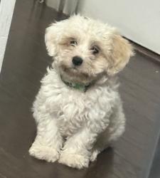 Lost Female Dog last seen Pluto St, Tram Dr, Dallas, TX 75212