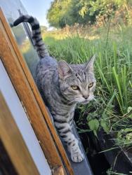 Lost Female Cat last seen Marston Doles Top locks, Marston Doles, England CV47 7SS