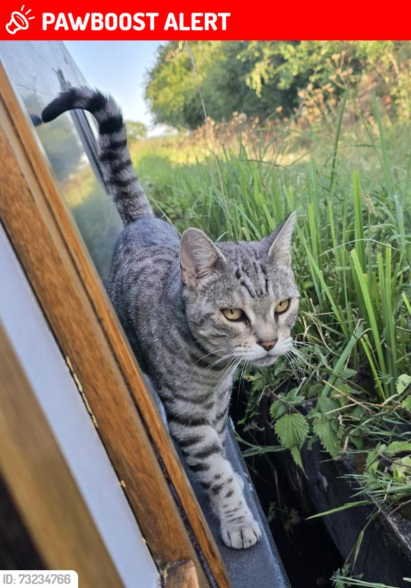 Lost Female Cat last seen Marston Doles Top locks, Marston Doles, England CV47 7SS