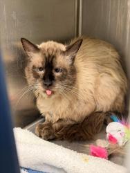 Shelter Stray Unknown Cat last seen 99TH WY STEELE ST, 12155 Park Blvd, Brighton, CO 80601, USA