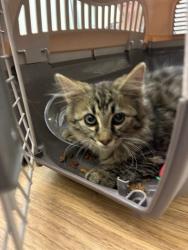 Shelter Stray Male Cat last seen Near BLOCK E 98TH PL, 12155 Park Blvd, Brighton, CO 80601, USA