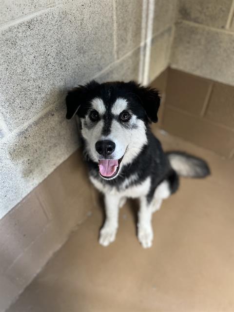 Shelter Stray Male Dog last seen E 20TH / D AVE, 130 Beyer Way, Chula Vista, CA 91911, USA