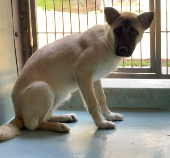 Shelter Stray Female Dog last seen COMET ST/DOANOKE AVE, 92604, 6443 Oak Canyon, Irvine, CA 92618, USA