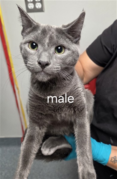 Shelter Stray Male Cat last seen , 201 S Mt Vernon Ave, Bakersfield, CA 93307, USA