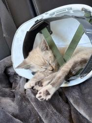 Lost Male Cat last seen Waterridge circle & Lusk, San Diego, CA 92121